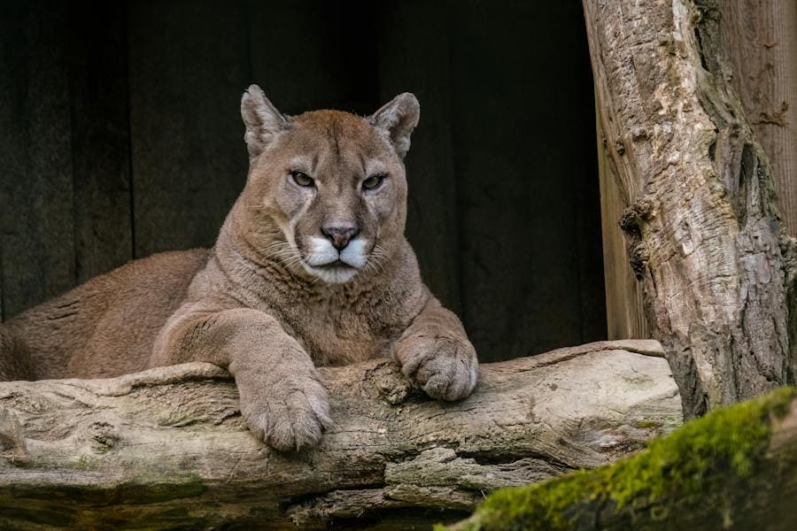 Cougar Spirit Animal: Behind The Power of These Animals