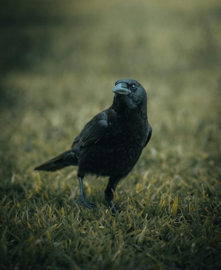 Crow