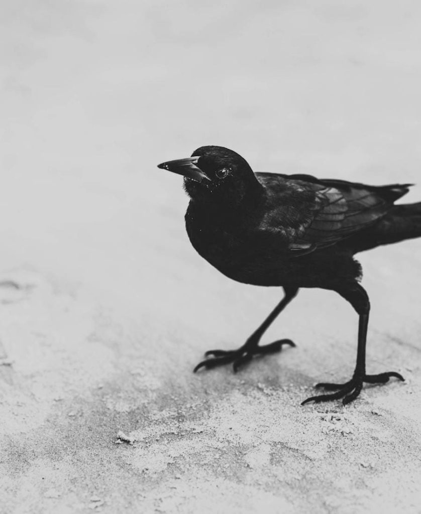 Crow Spirit Animal