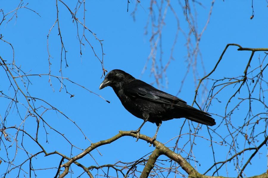 Crow Spirit Animal: The Power Behind These Birds