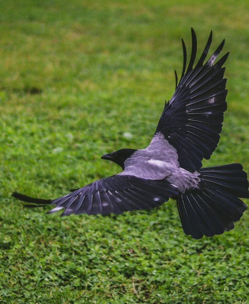 Crow flying