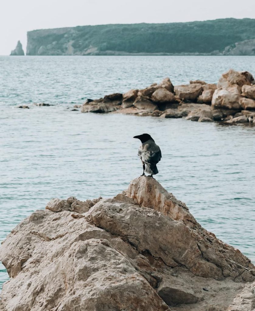 Crow on a rock