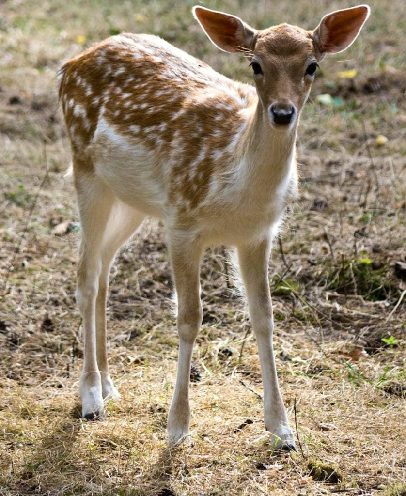 Deer