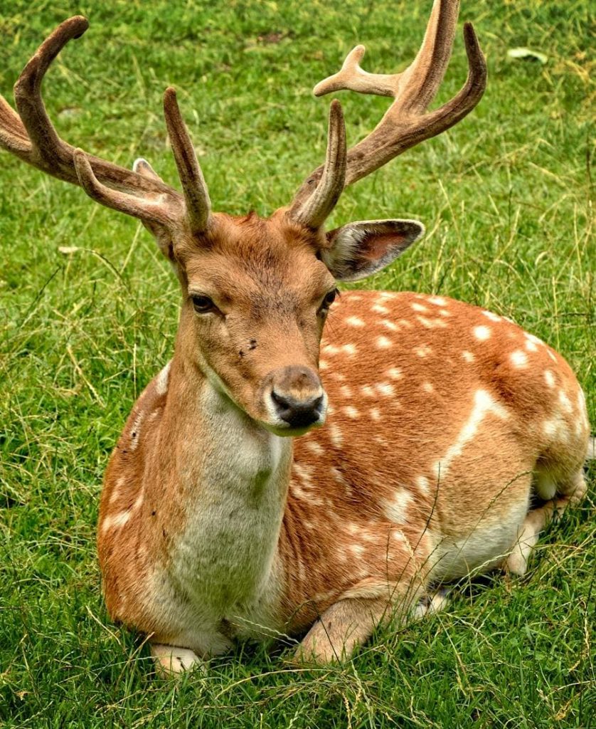 Deer Spirit Animal