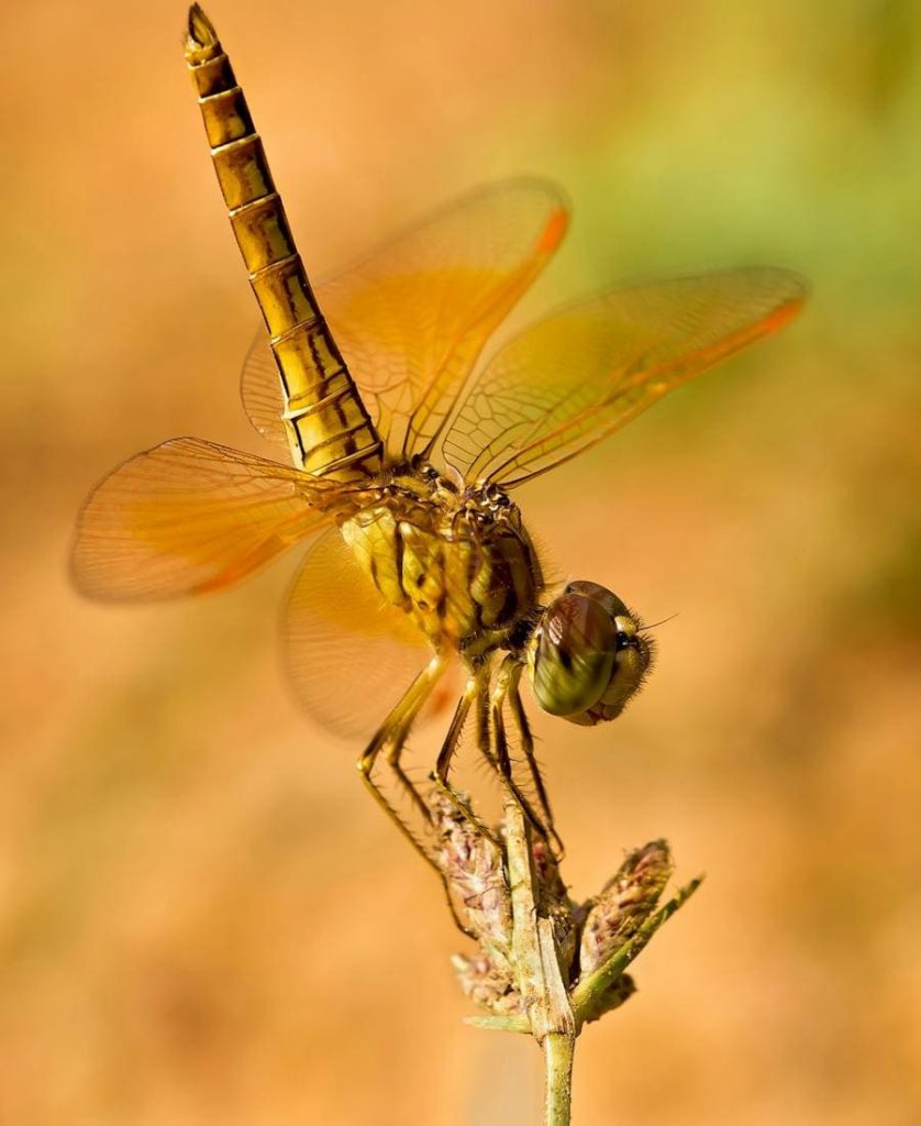 Dragonfly Spirit Animal