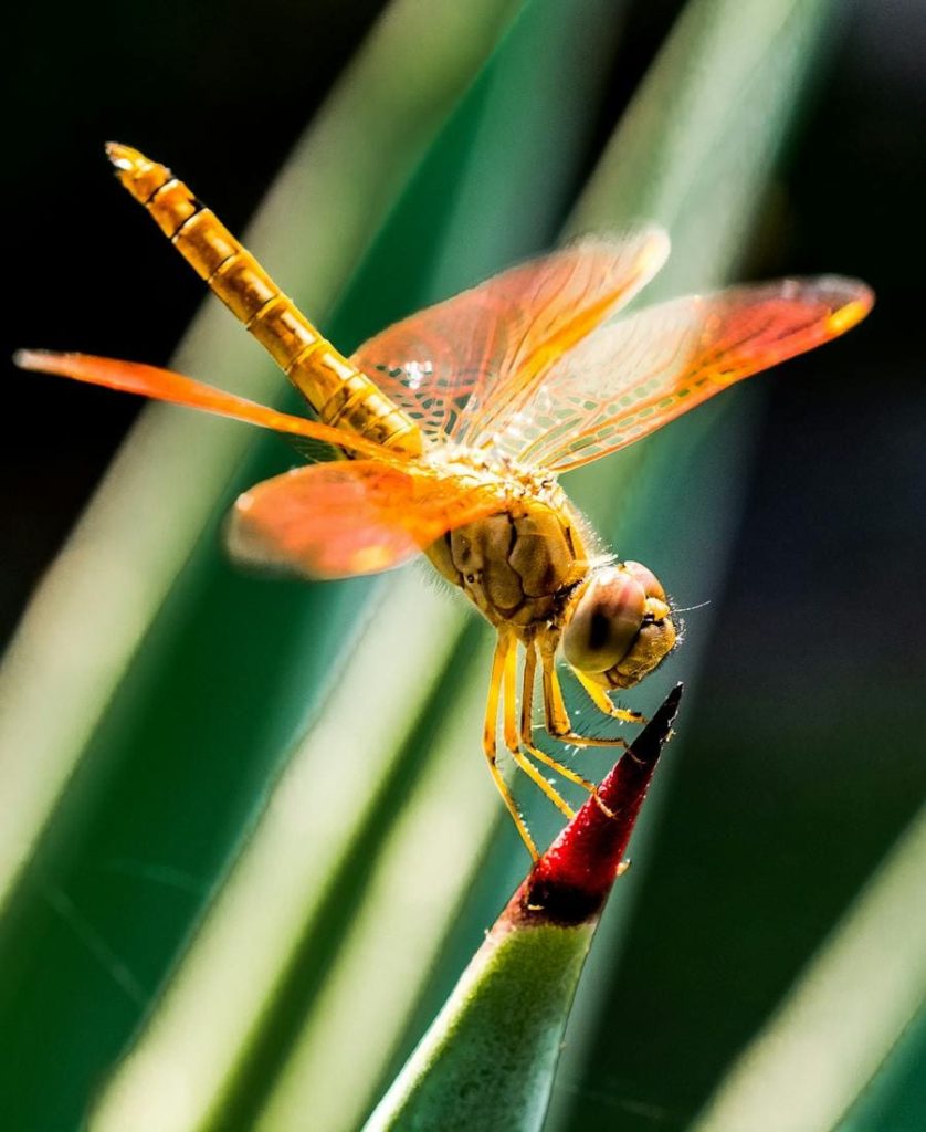 Dragonfly on a plant