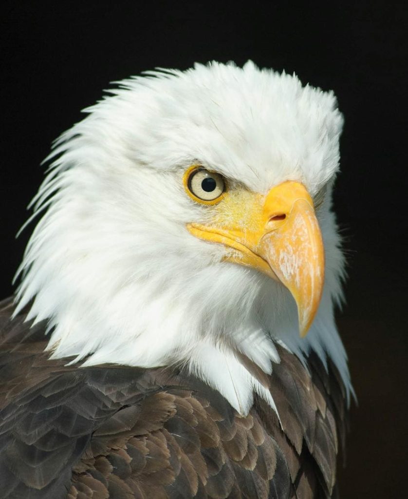 Eagle Spirit Animal