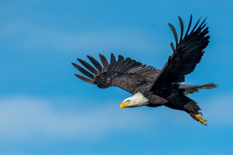 Eagle Spirit Animal: Everything Behind This Imposing Bird