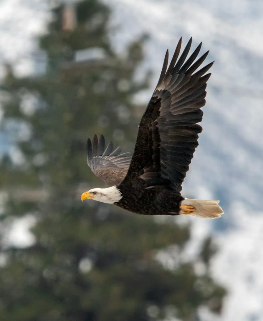 Eagle flying