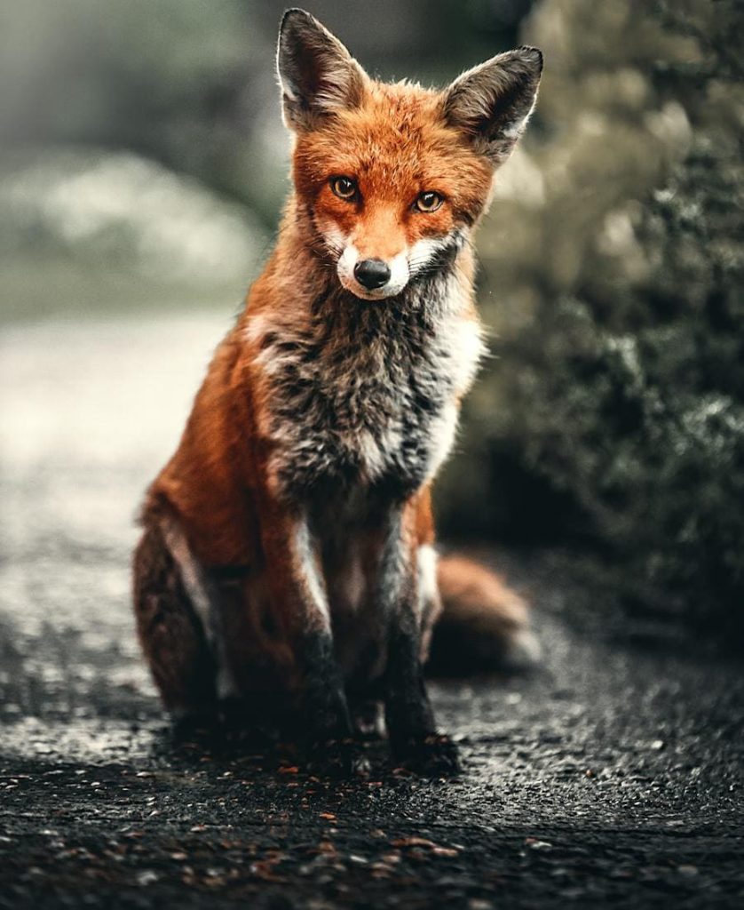 Fox Spirit Animal