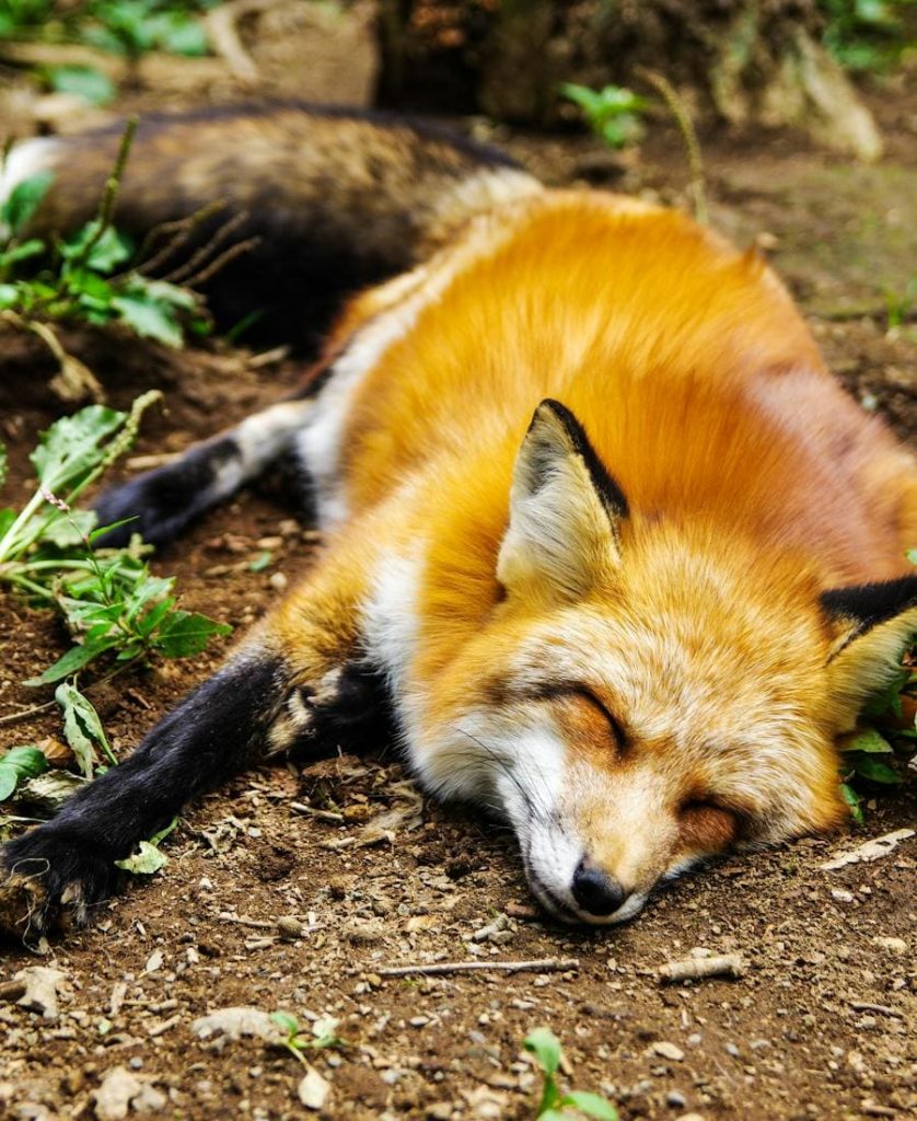 Fox resting