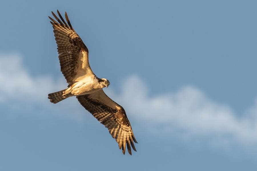 Hawk Spirit Animal: The Meaning Behind Those Feathers