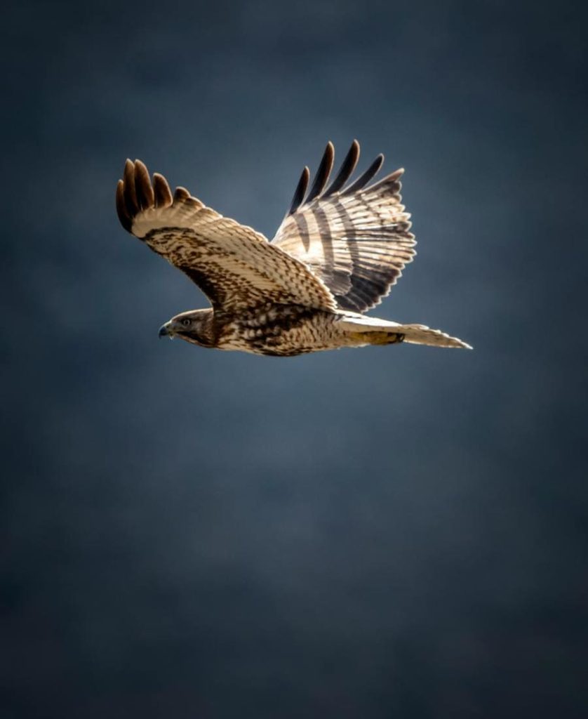 Hawk flying