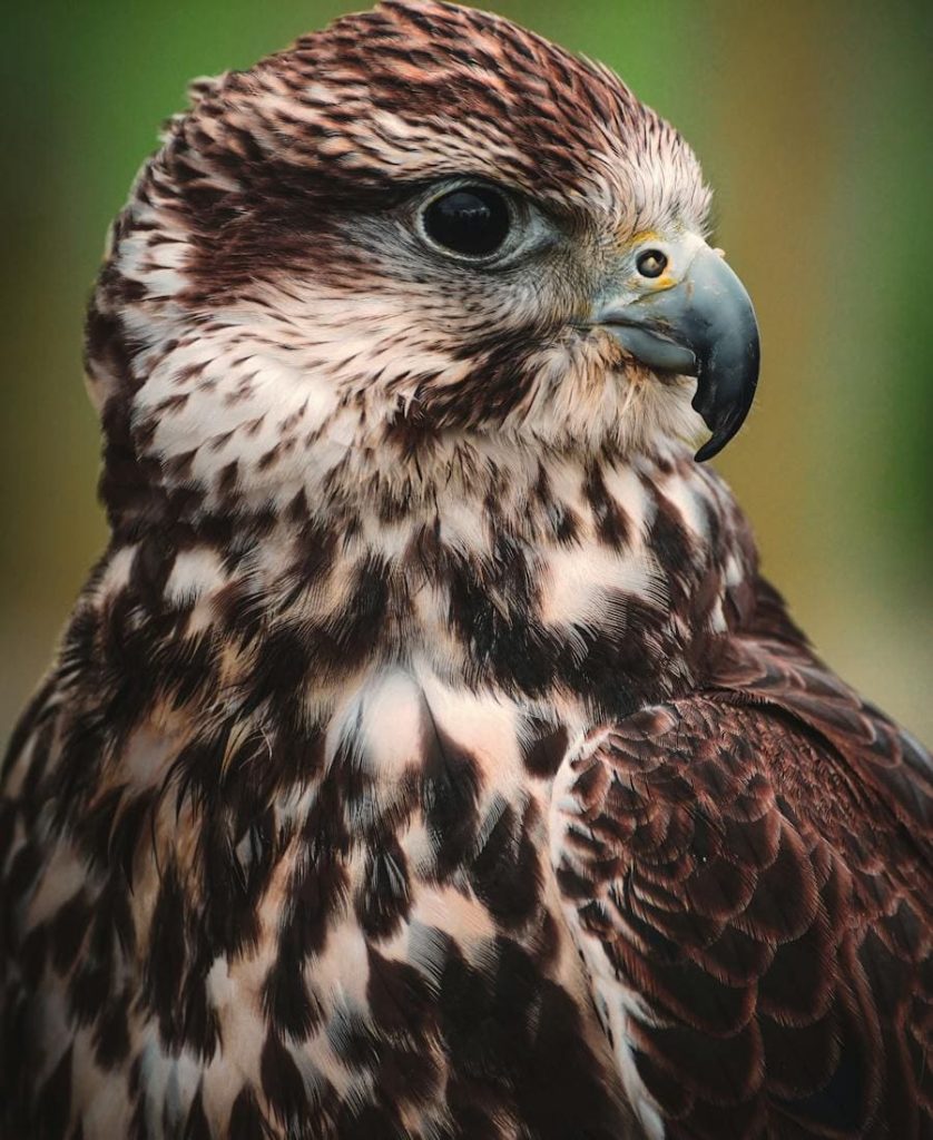 Hawk relaxing