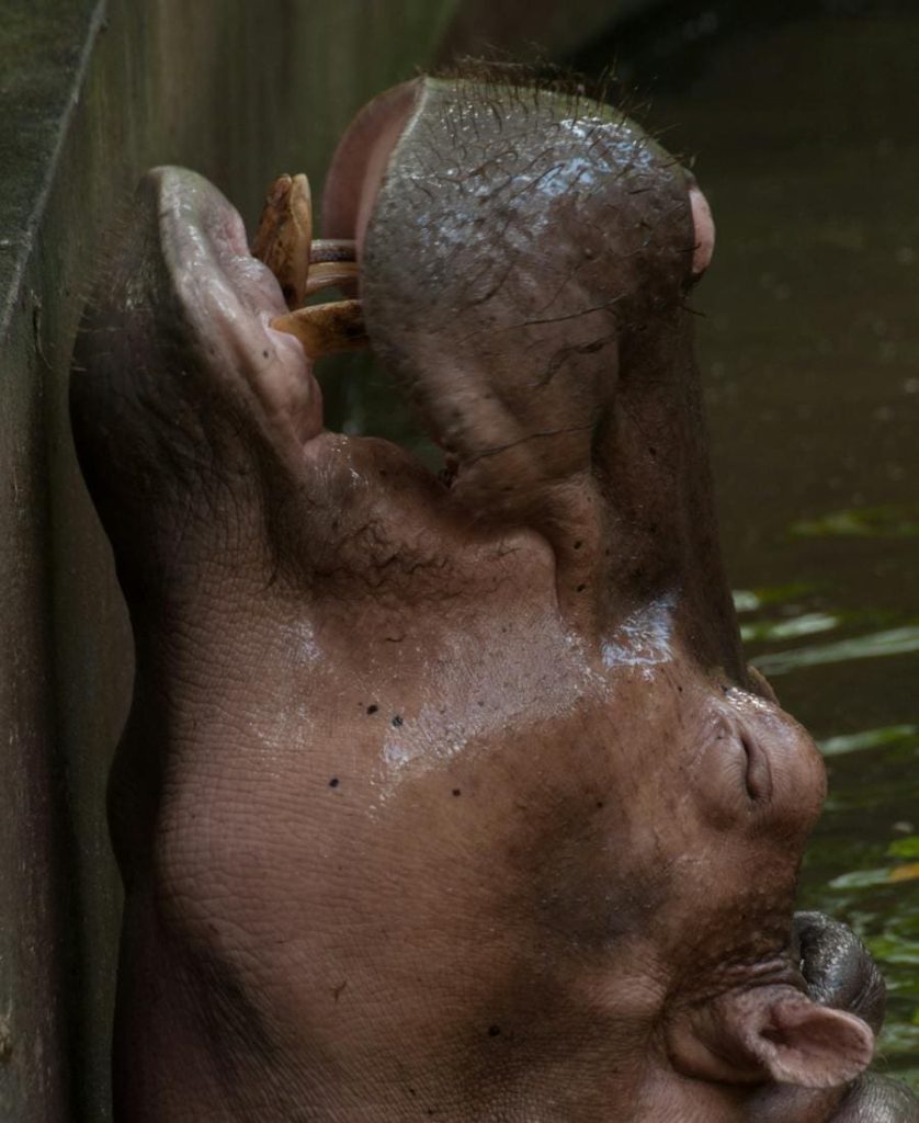 Hippo