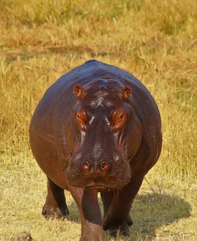 Hippo Spirit Animal