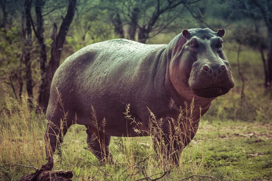 Hippo Spirit Animal: Power and Spirit