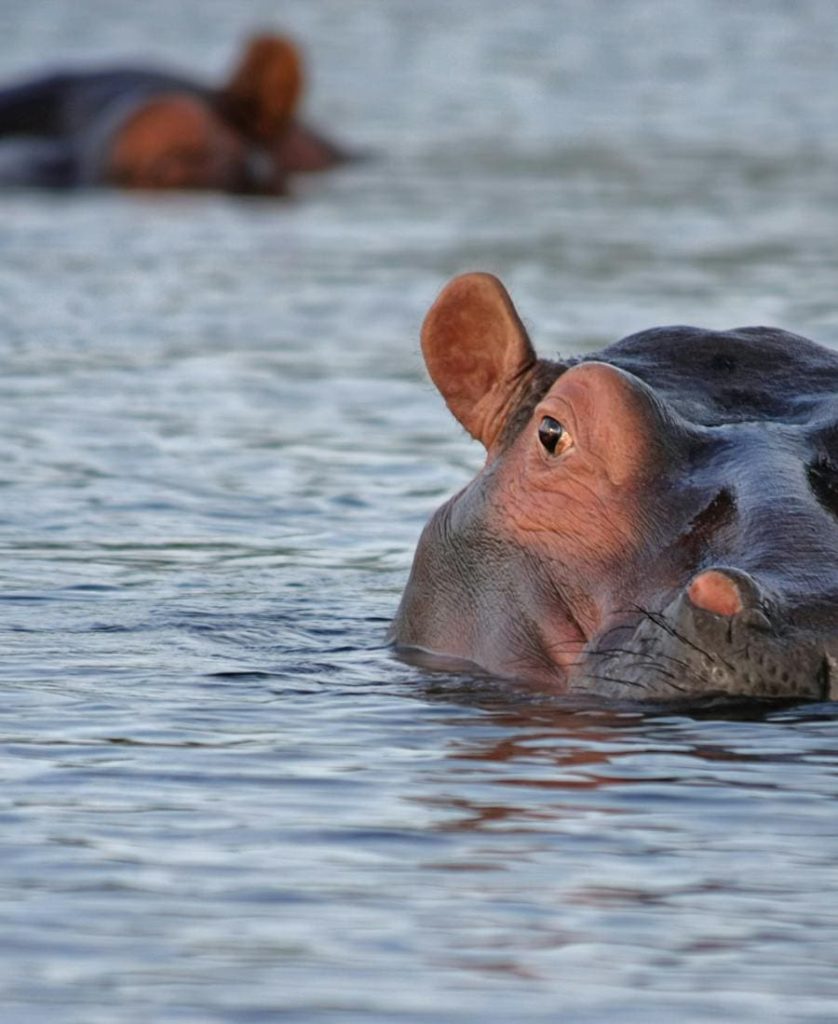 Hippo on the water