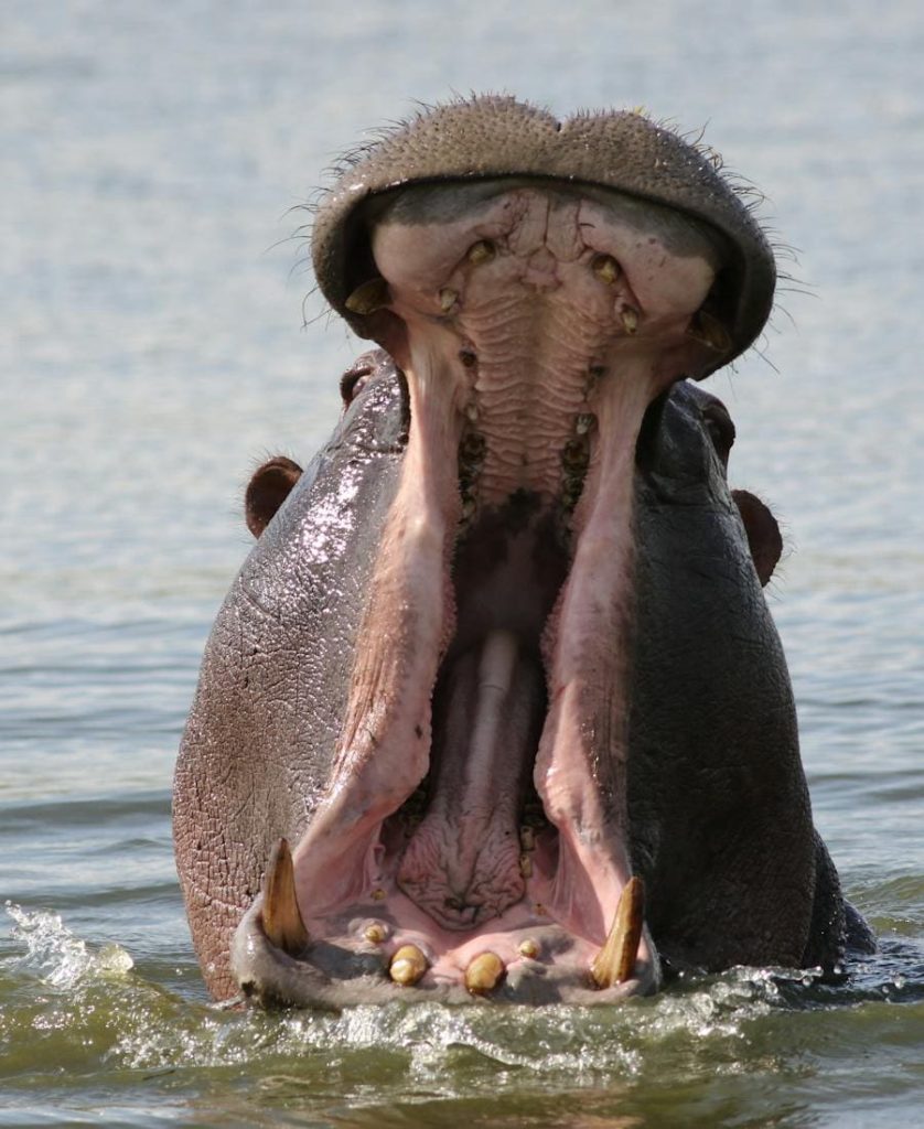 Hippo with the mouth open