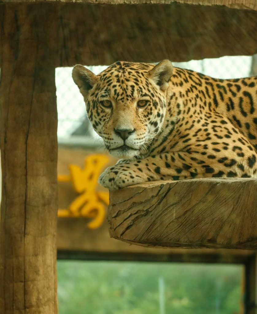 Jaguar