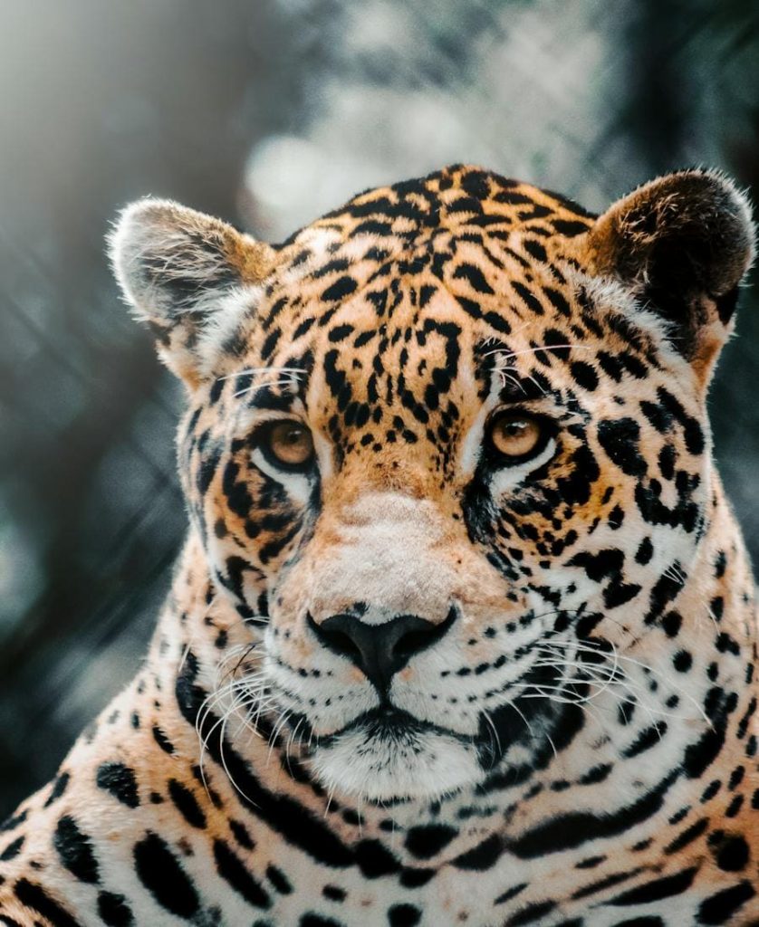 Jaguar Spirit Animal