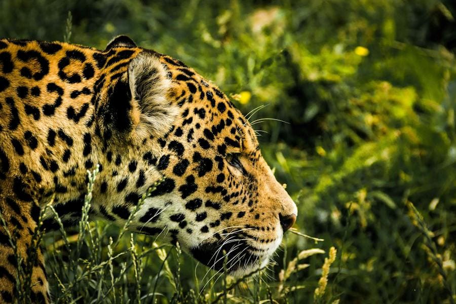 Jaguar Spirit Animal (Spiritual Power)