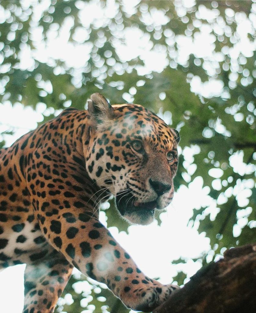 Jaguar on a tree