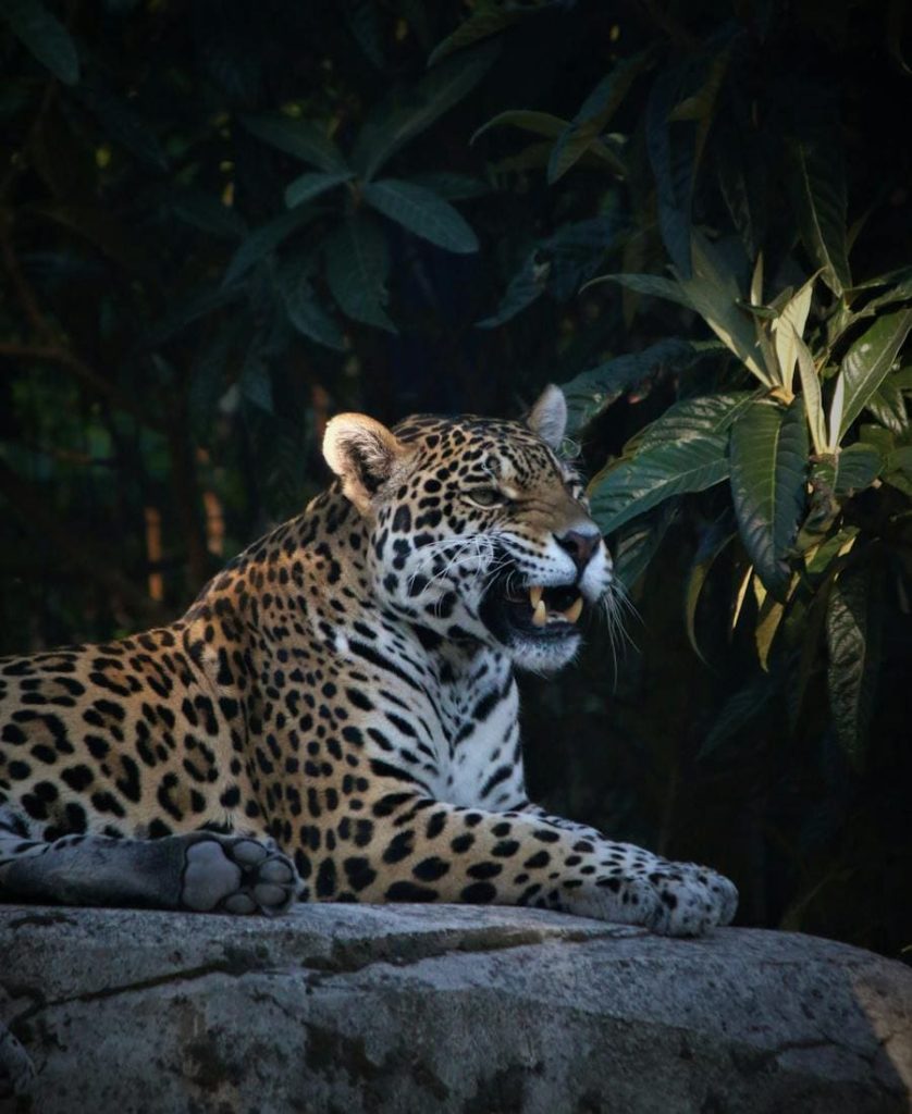 Jaguar relaxing