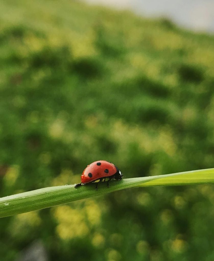 Ladybug