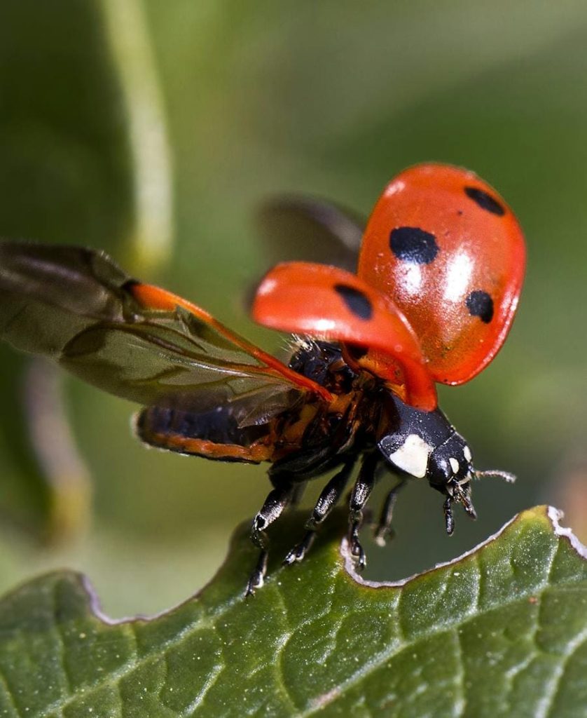 Ladybug Flying