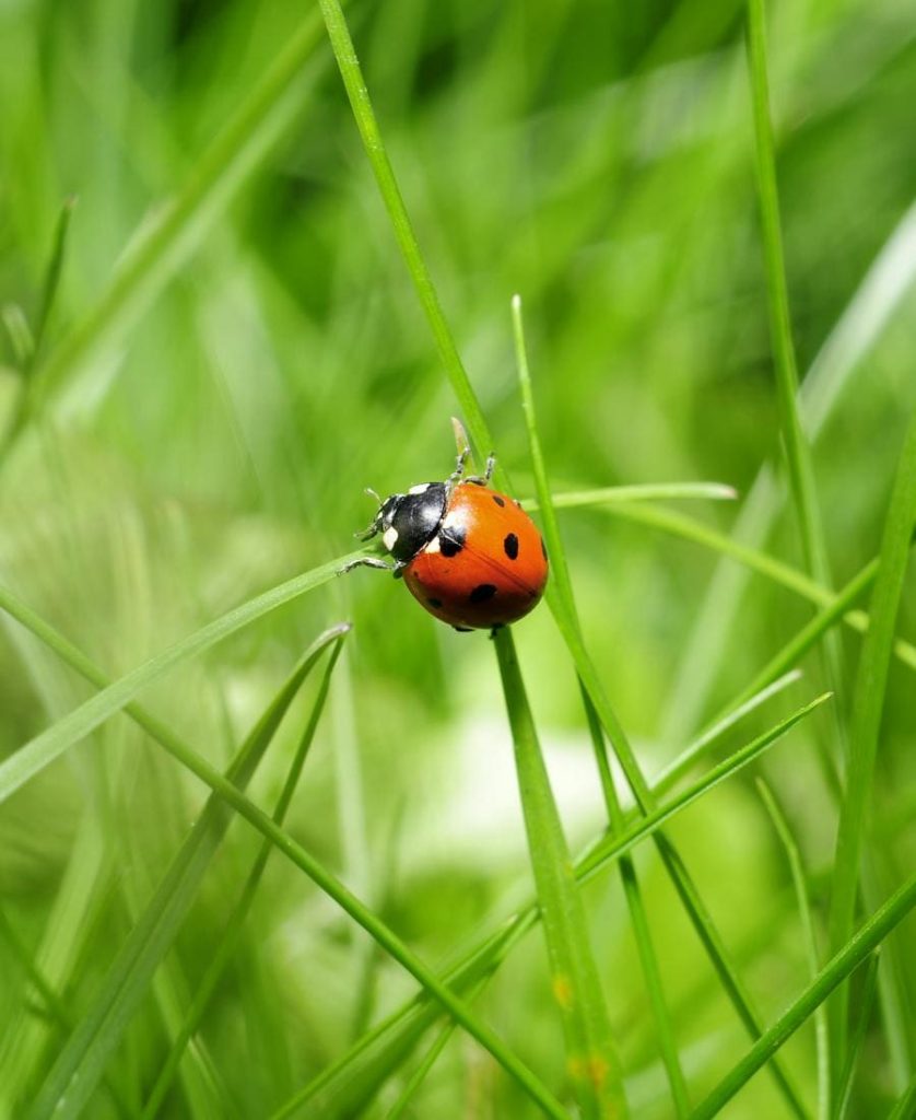 Ladybug Spirit Animal