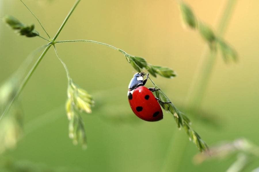 Ladybug Spirit Animal: What Could Those Black Dots Mean?