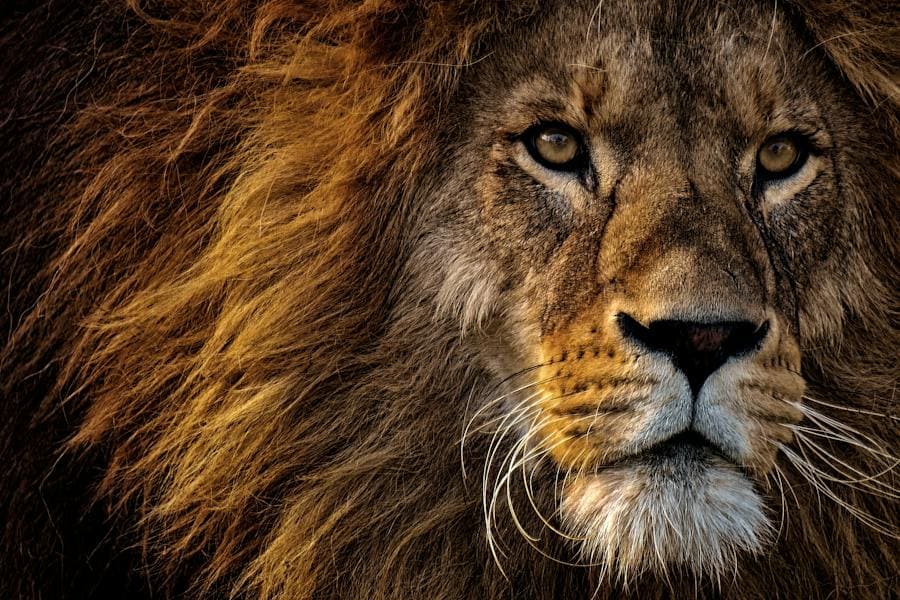 Lion Spirit Animal: The Truth Behind The King of The Jungle