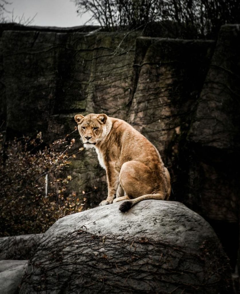 Lion on a rock