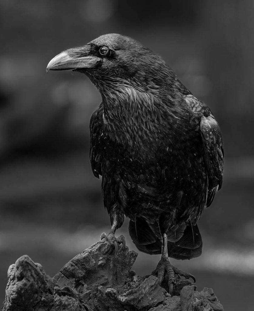 Raven on a rock