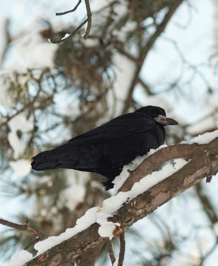 Raven on a tree