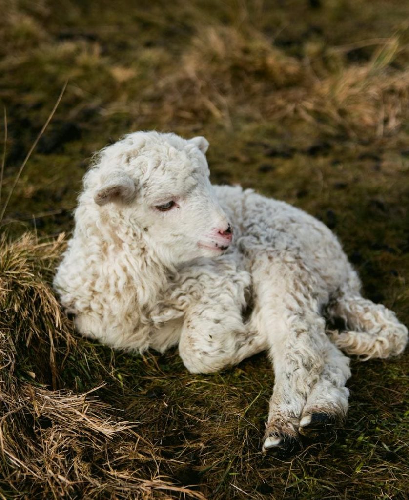 Sheep Spirit Animal