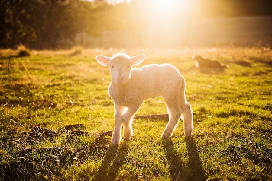 Sheep Spirit Animal: The Power Behind These Animals