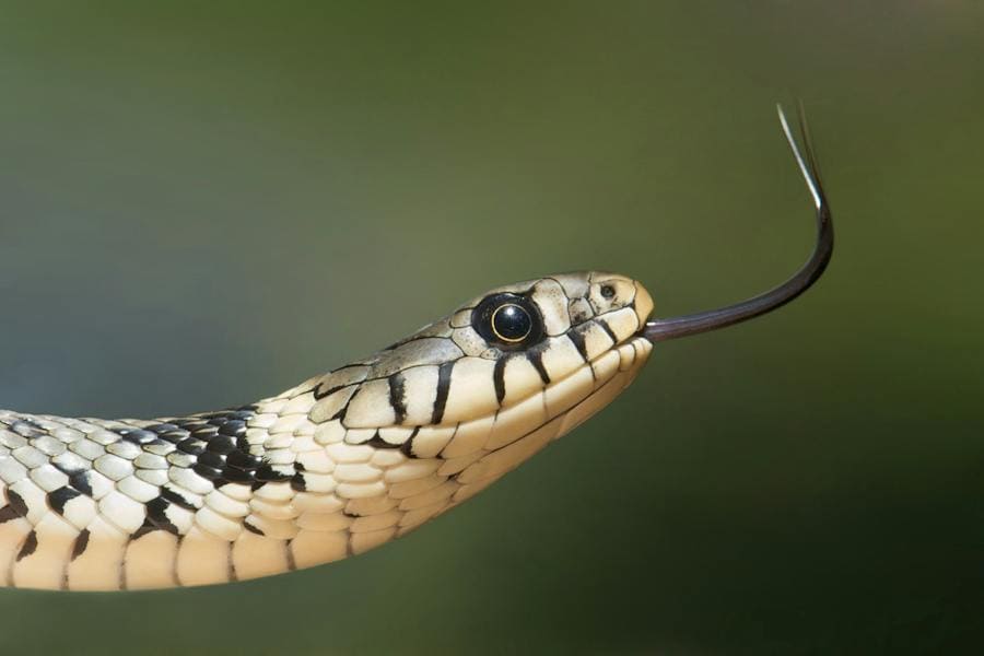 Snake Spirit Animal: Symbolism and Power