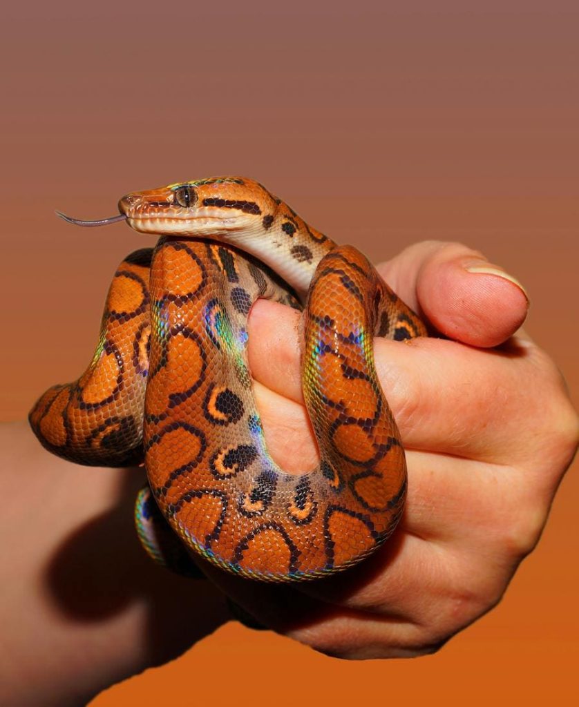 Snake on smoeones hand