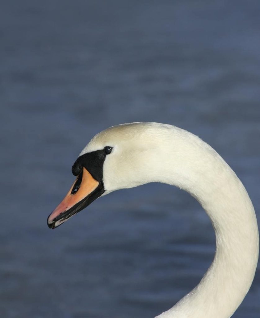 Swan