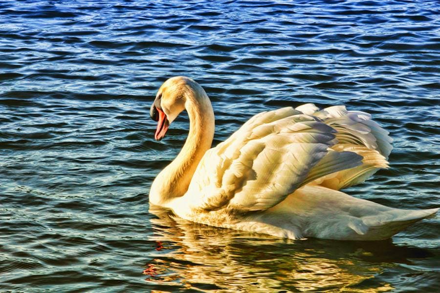 Swan Spirit Animal: Spiritual Symbolism