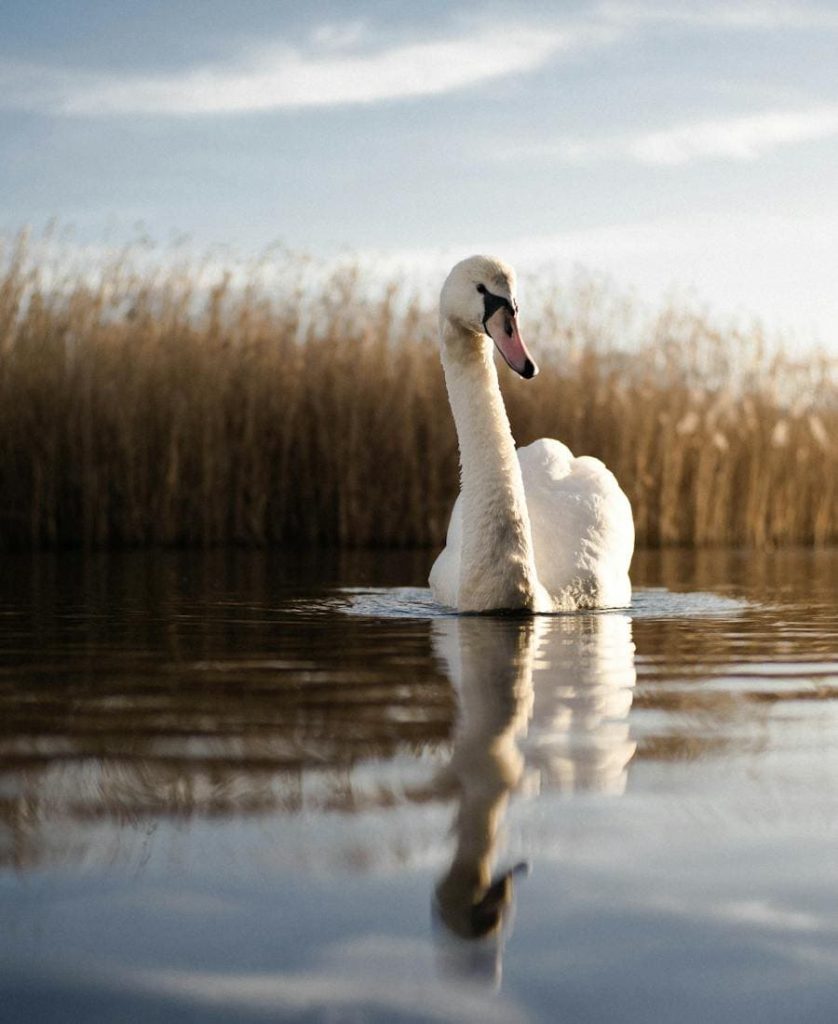 Swan on the water