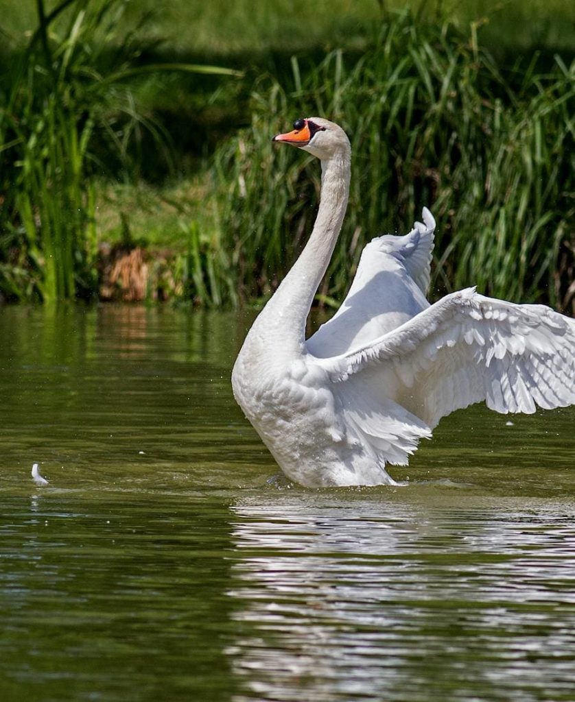 Swan opening its wings