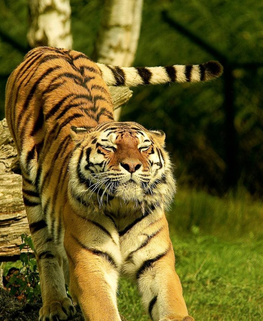 Tiger Spirit Animal