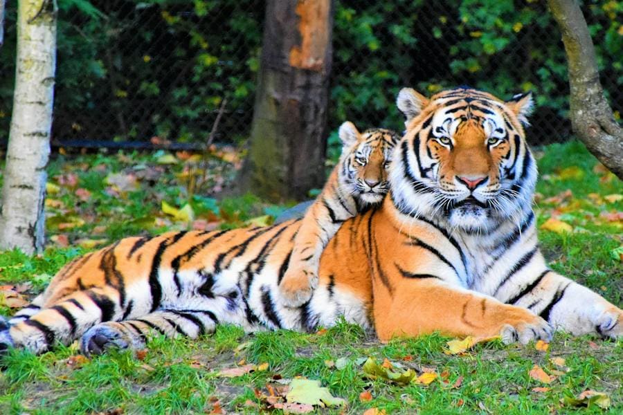 Tiger Spirit Animal: What Are They Hiding Behind Those Stripes?