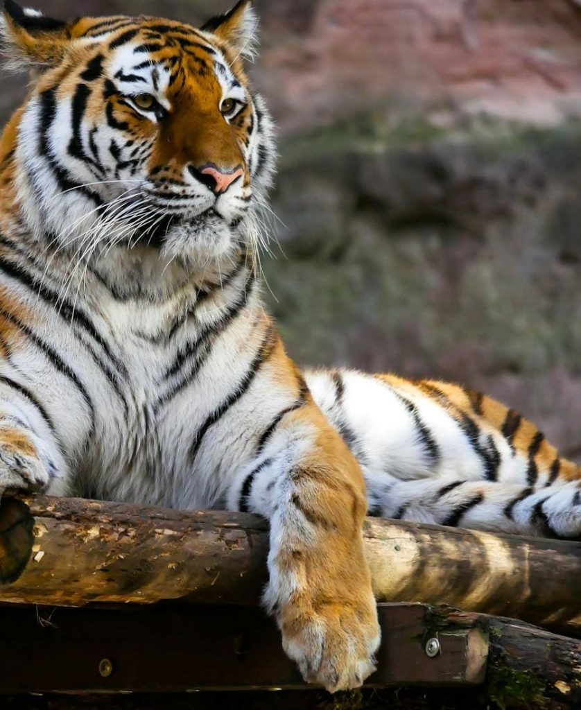 Tiger resting