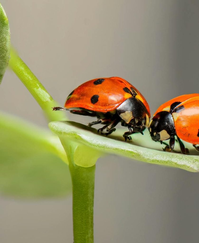 Two Ladybugs