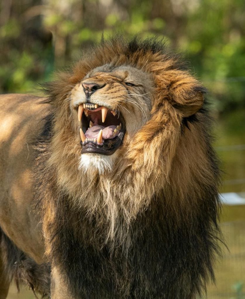 roaring lion